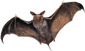 What Happens when Bats enter the House